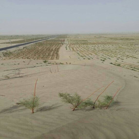 盐碱地莳植大枣—2013年新疆和田使用禾康改良盐碱荒地莳植大枣(图1)