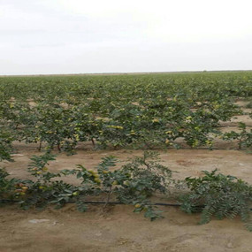 盐碱地莳植大枣—2013年新疆和田使用禾康改良盐碱荒地莳植大枣(图2)