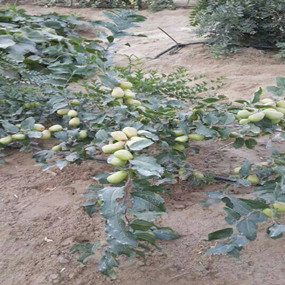 盐碱地莳植大枣—2013年新疆和田使用禾康改良盐碱荒地莳植大枣(图3)