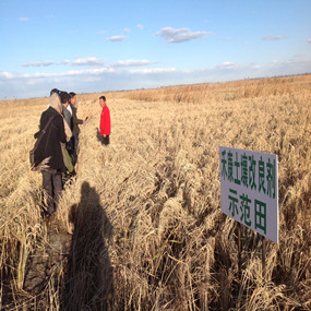 盐碱荒地改良莳植水稻—2013年吉林白城电视台记者在我公司盐碱地改良树模田采访(图1)