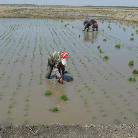 盐碱地改良莳植水稻—2012年吉林白城镇赉县盐碱地莳植水稻（拓荒、打井、插秧、生长和成熟全历程纪录）(图7)