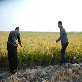 盐碱地改良莳植水稻—2012年吉林白城镇赉县盐碱地莳植水稻（拓荒、打井、插秧、生长和成熟全历程纪录）(图12)