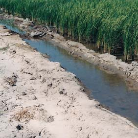 2006年内蒙古通辽孟根达坝拓荒地种水稻(图1)