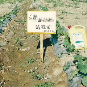 2000年新疆哈密西沙漠开发区盐碱地改良莳植哈密瓜(图4)